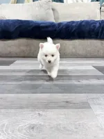 Sarafina Storm, a female Pomsky for sale in Denair, CA – 3 of 7
