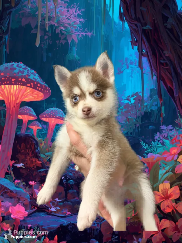 Sapphire Mist-Miniature Husky – Pomsky puppy for sale in Denair, CA
