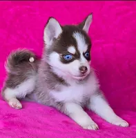 Cerulean Sky, a female Pomsky for sale in Denair, CA – 1 of 6