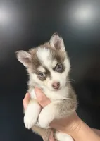 Cerulean Sky, a female Pomsky for sale in Denair, CA – 2 of 6
