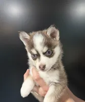 Cerulean Sky, a female Pomsky for sale in Denair, CA – 6 of 6