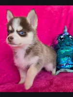 Cerulean Sky, a female Pomsky for sale in Denair, CA – 5 of 6