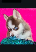 Cerulean Sky, a female Pomsky for sale in Denair, CA – 3 of 6