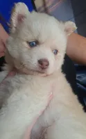 Silver Storm-Miniature Husky , a male Pomsky for sale in Denair, CA – 10 of 10