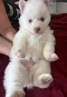 Silver Storm-Miniature Husky , a male Pomsky for sale in Denair, CA – 8 of 10