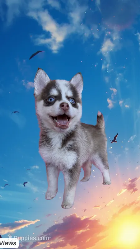 Sapphire Mist-Miniature Husky – Pomsky puppy for sale in Denair, CA