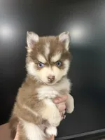 Amethyst Sea, a female Pomsky for sale in Denair, CA – 6 of 8