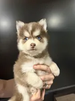 Amethyst Sea, a female Pomsky for sale in Denair, CA – 1 of 8