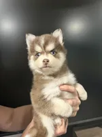 Amethyst Sea, a female Pomsky for sale in Denair, CA – 2 of 8