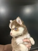 Amethyst Sea, a female Pomsky for sale in Denair, CA – 4 of 8