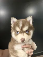 Amethyst Sea, a female Pomsky for sale in Denair, CA – 8 of 8