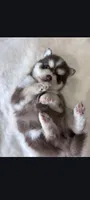 Amethyst Sea, a female Pomsky for sale in Denair, CA – 3 of 8