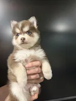 Amethyst Sea, a female Pomsky for sale in Denair, CA – 7 of 8