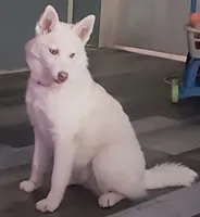 Orian Blaze-Miniature Husky, a male Pomsky for sale in Denair, CA – 8 of 8