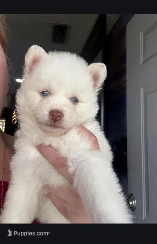 Silver Storm – Pomsky puppy for sale in Denair, CA