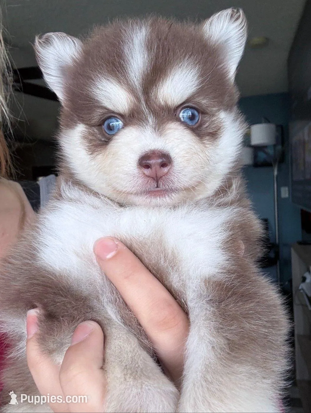Amethyst Sea, a female Pomsky for sale in Denair, CA – 5 of 8