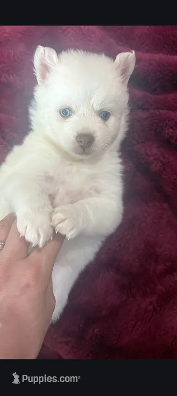 Silver Storm-Miniature Husky – Pomsky puppy for sale in Denair, CA
