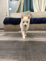 Indigo Ash, a female Pomsky for sale in Denair, CA – 7 of 8