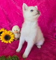 Indigo Ash, a female Pomsky for sale in Denair, CA – 4 of 8