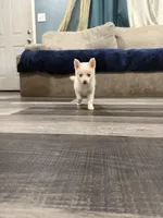Indigo Ash, a female Pomsky for sale in Denair, CA – 6 of 8