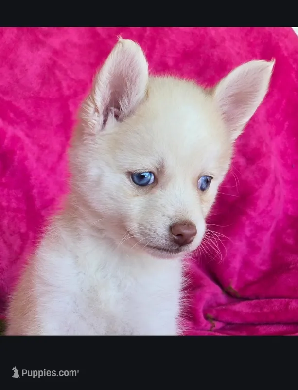 Indigo Ash – Pomsky puppy for sale in Denair, CA
