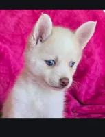 Indigo Ash, a female Pomsky for sale in Denair, CA – 1 of 8