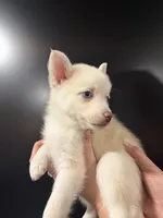 Indigo Ash, a female Pomsky for sale in Denair, CA – 3 of 8