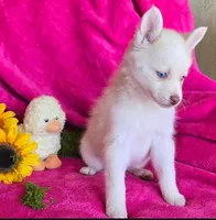 Indigo Ash, a female Pomsky for sale in Denair, CA – 5 of 8