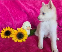Indigo Ash, a female Pomsky for sale in Denair, CA – 8 of 8