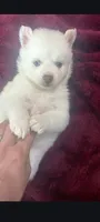 Silver Storm-Miniature Husky , a male Pomsky for sale in Denair, CA – 9 of 10