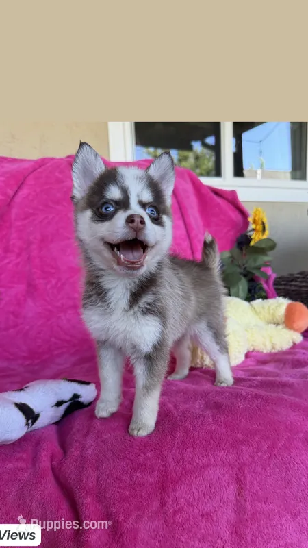 Sapphire Mist-Miniature Husky – Pomsky puppy for sale in Denair, CA