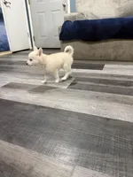 Orian Blaze, a male Pomsky for sale in Denair, CA – 6 of 6