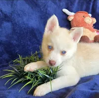 Orian Blaze, a male Pomsky for sale in Denair, CA – 2 of 6