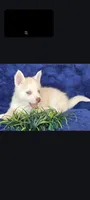 Orian Blaze, a male Pomsky for sale in Denair, CA – 3 of 6