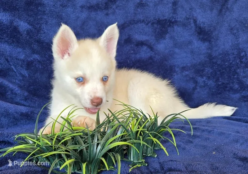 Orian Blaze – Pomsky puppy for sale in Denair, CA