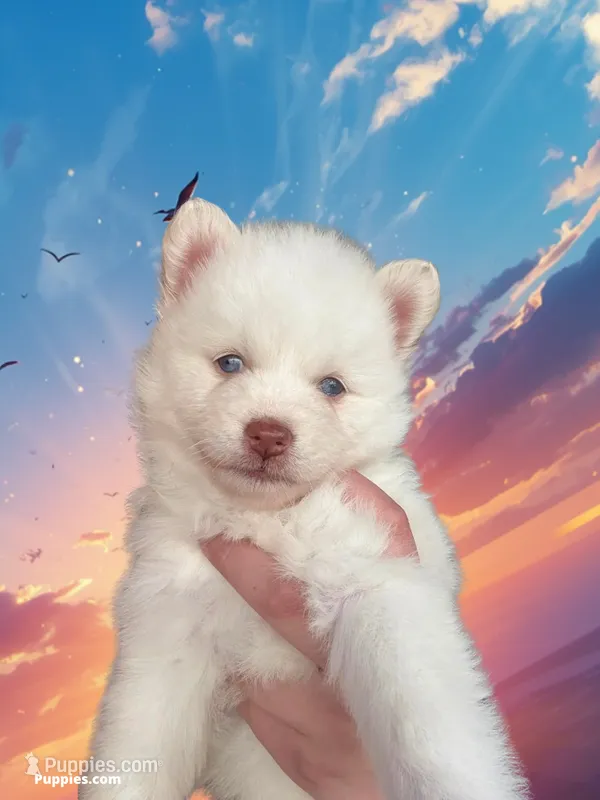 Silver Storm-Miniature Husky – Pomsky puppy for sale in Denair, CA