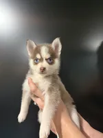 Sapphire Mist, a female Pomsky for sale in Denair, CA – 2 of 9