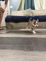 Sapphire Mist, a female Pomsky for sale in Denair, CA – 8 of 9