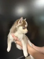 Sapphire Mist, a female Pomsky for sale in Denair, CA – 4 of 9
