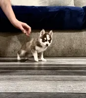 Sapphire Mist, a female Pomsky for sale in Denair, CA – 5 of 9