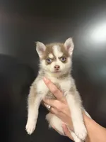 Sapphire Mist, a female Pomsky for sale in Denair, CA – 3 of 9