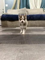 Sapphire Mist, a female Pomsky for sale in Denair, CA – 6 of 9