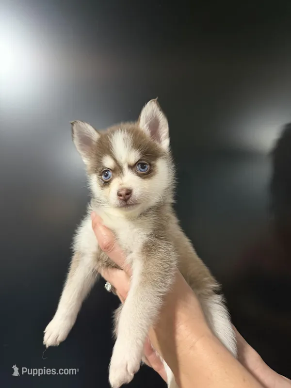 Sapphire Mist – Pomsky puppy for sale in Denair, CA