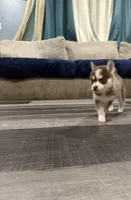 Sapphire Mist, a female Pomsky for sale in Denair, CA – 9 of 9