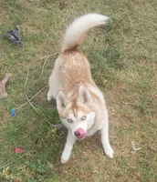 Orian Blaze-Miniature Husky, a male Pomsky for sale in Denair, CA – 7 of 8