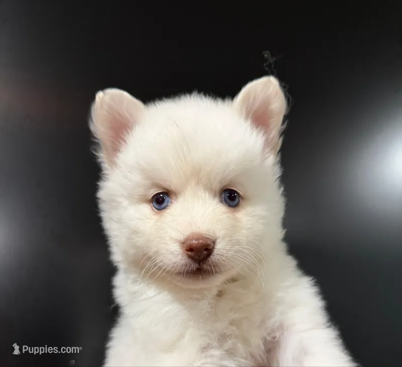 Sarafina Storm – Pomsky puppy for sale in Denair, CA