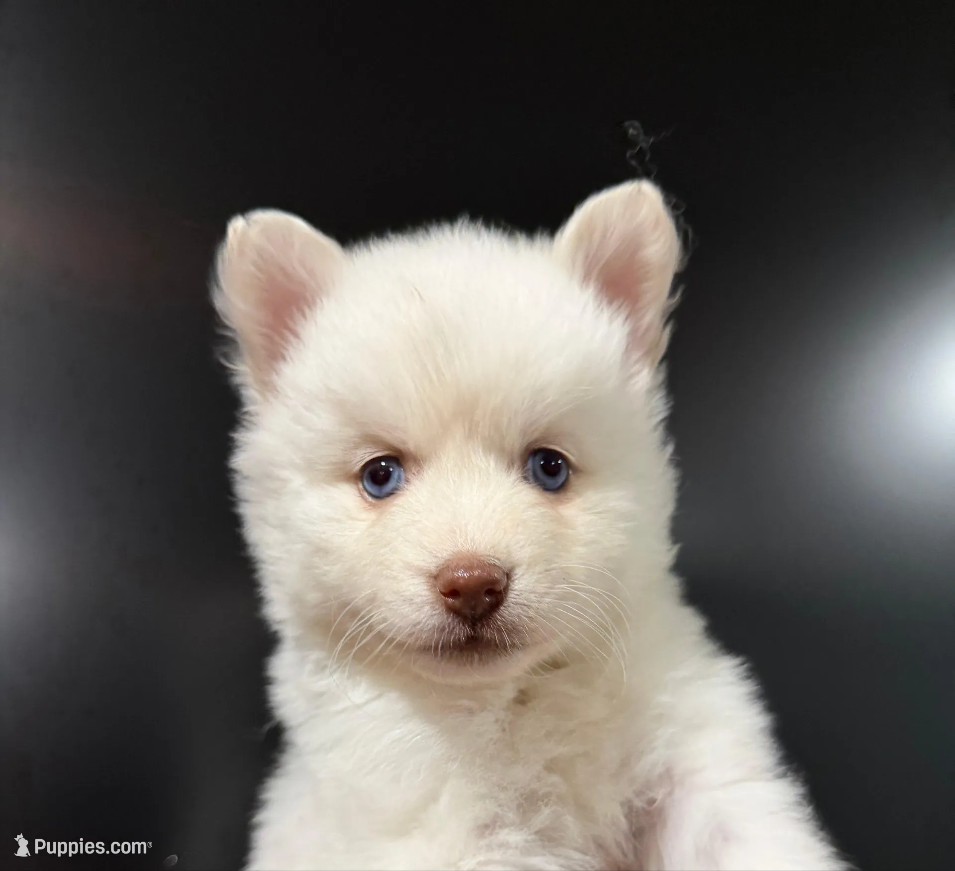 Sarafina Storm, a female Pomsky for sale in Denair, CA – 1 of 7