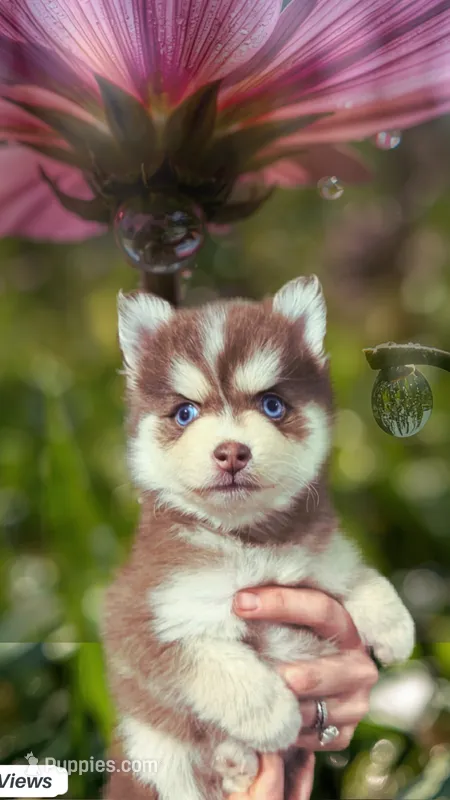 Amethyst Sea-Miniature Husky – Pomsky puppy for sale in Denair, CA