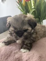 Brown, a male Shih Tzu for sale in Detroit, MI – Photo 2 of 3