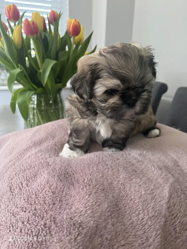 Brown – Shih Tzu puppy for sale in Detroit, MI